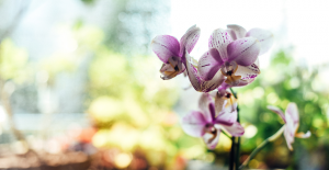 giving orchids as gifts
