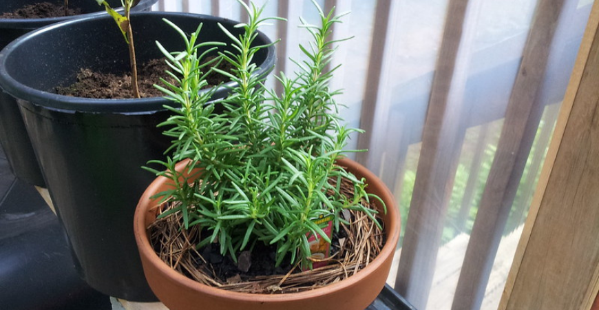 rosemary plants to give as new year's gifts