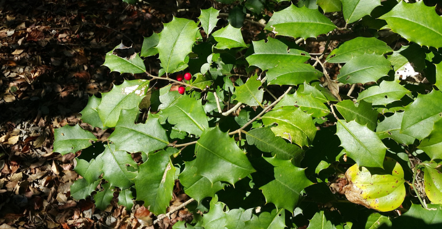 American Holly growing