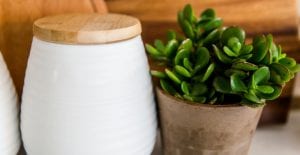 gift jade plants as a new year's plant gift