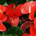 Anthurium Plant Care for Beginners