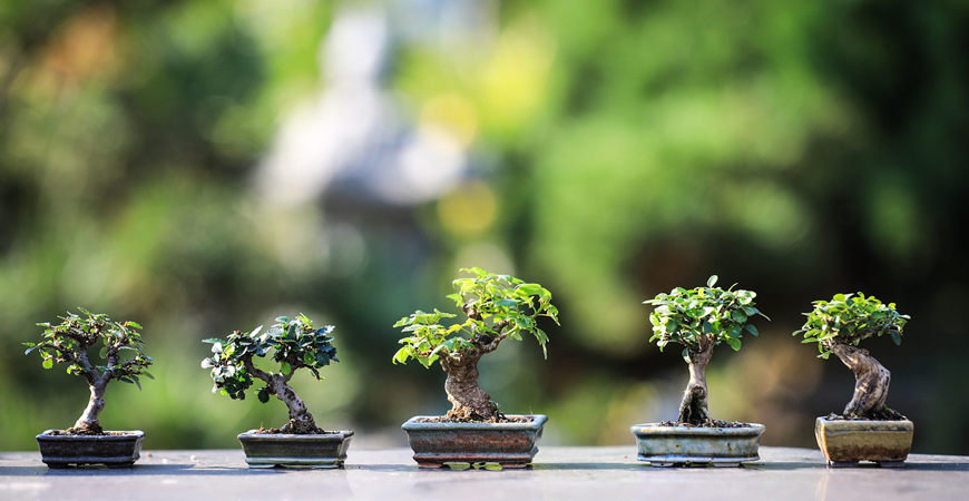 bonsai tree care