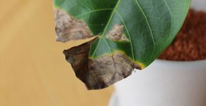 Leaves turning brown on a houseplant
