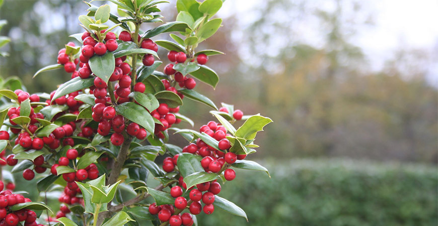 Another bright variety of holly includes Chinese Holly