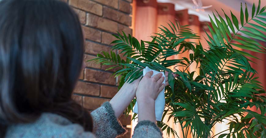 Cleaning leaves of a houseplant with cloth