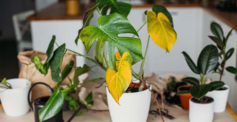 Fix Yellow Leaves on Houseplants + Cleaning Tips Life's