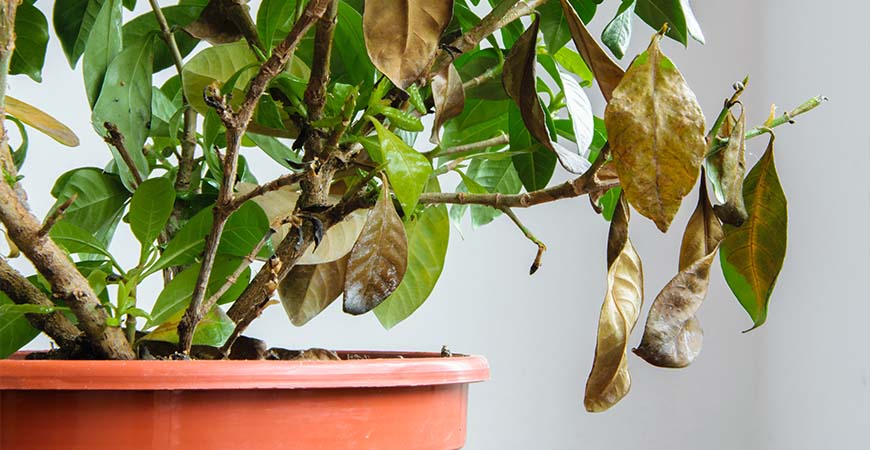 How to fix yellow leaves on a houseplant