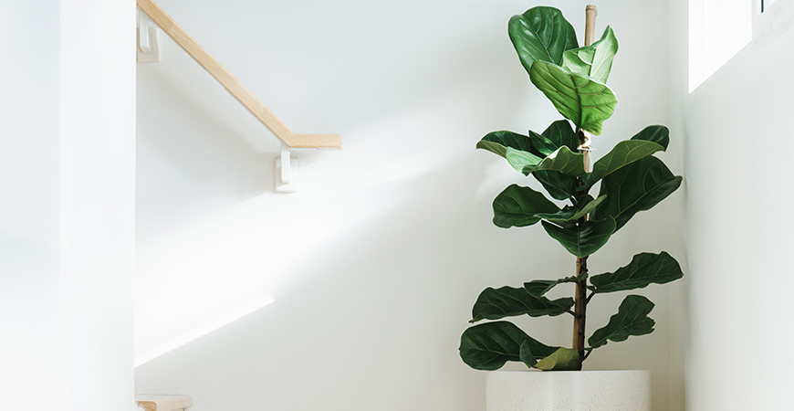 Fiddle-leaf fig plants grow tall, so are best placed on the floor. 