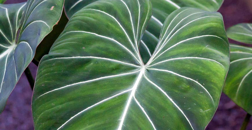 how to grow philodendron
