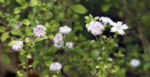 Mount fuji serissa bonsai tree
