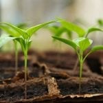 How to Grow and Sell Plants from Cuttings