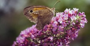 when to prune butterfly bush
