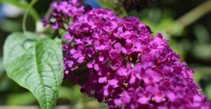 when to prune butterfly bush