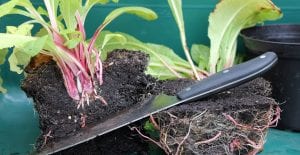 dividing perennials