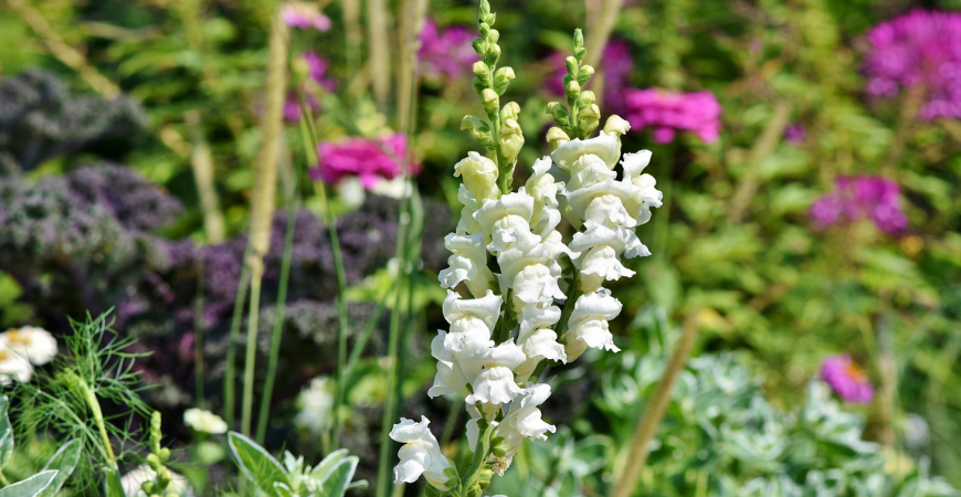 snapdragon flower additions for the fall time