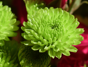 Key Lime Mums for Fall Gardens