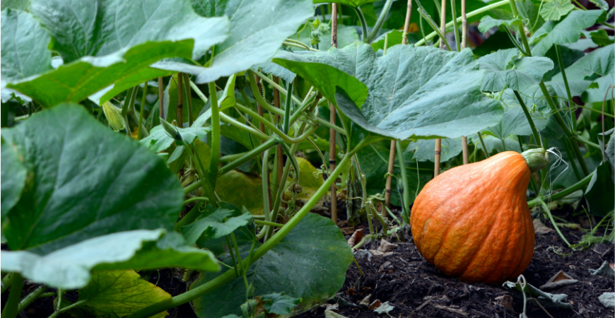 pumpkins make for great fall garden additions
