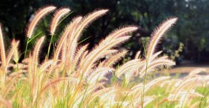 drought tolerant flowering plants