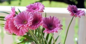 how to grow daisies