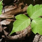 Keep Your Family Safe from Poisonous Plants this Summer