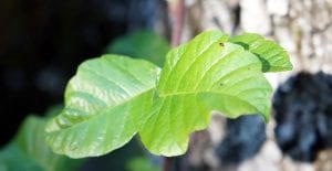 how to get rid of poison ivy