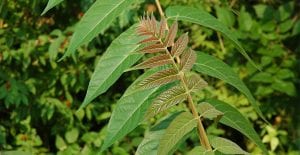 poison sumac