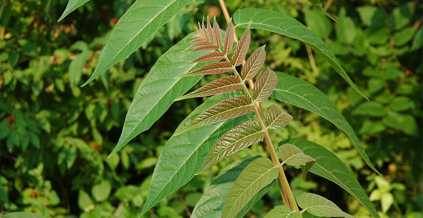 Poisonous plants to look out for- Poison Sumac