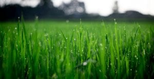 how to lay sod