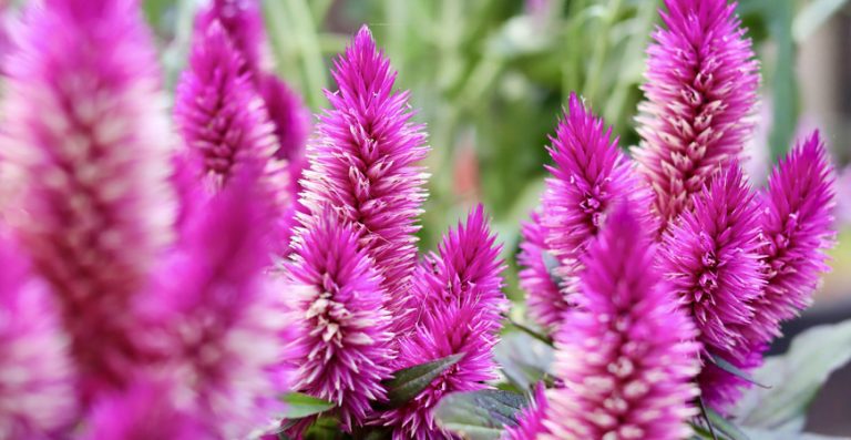 Grow Celosia Flowers for a Beautiful Fall Garden | Life's Dirty. Clean ...