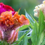 Grow Celosia Flowers for a Beautiful Fall Garden