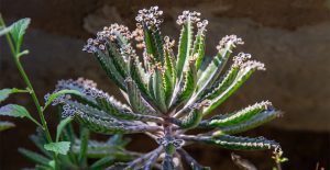 kalanchoe