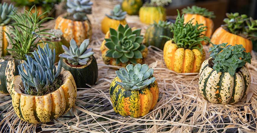 pumpkin planter