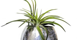air plants care