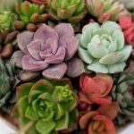 4 Succulent Centerpieces for Your Thanksgiving Table