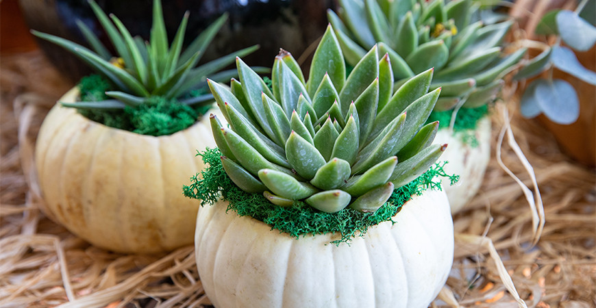 Create succulent pumpkins for your Thanksgiving tablescape