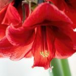 How to Care For Amaryllis