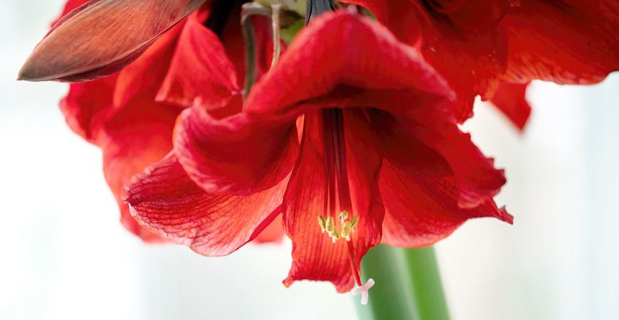 how to care for amaryllis