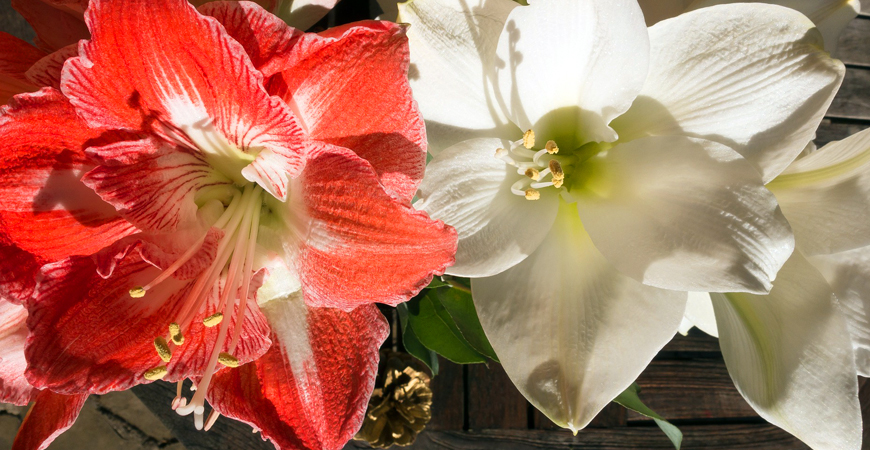 how to care for amaryllis