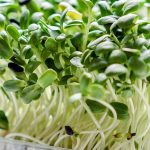 How to Grow Microgreens for Health and Nutrition