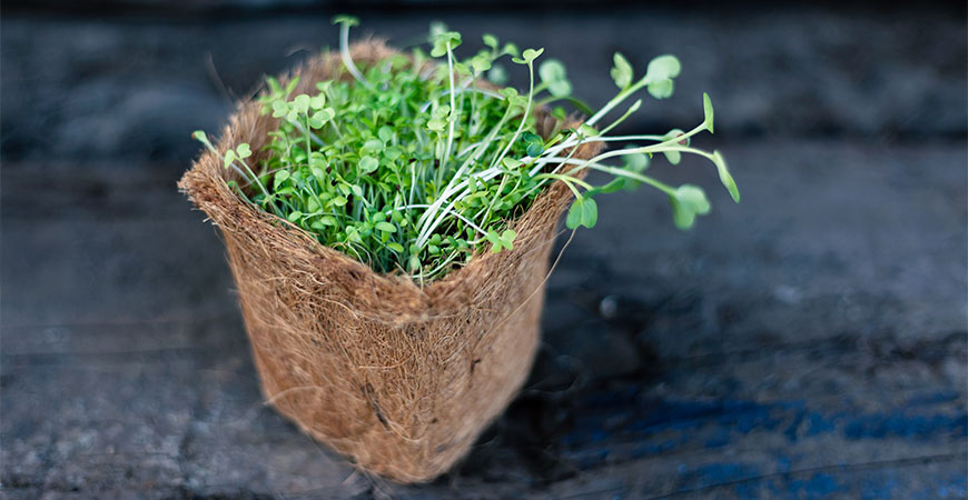 Follow our guide to learn how to grow microgreens