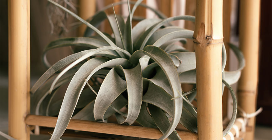 Easily care for tillandsia xerographica air plant with our tips. 