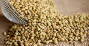 Corriander seeds are ground up before adding into stews and soups.