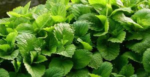Looking for herbs to add a bright flavor to your soup? Try out lemon balm!