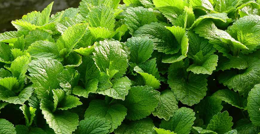 Looking for herbs to add a bright flavor to your soup? Try out lemon balm!