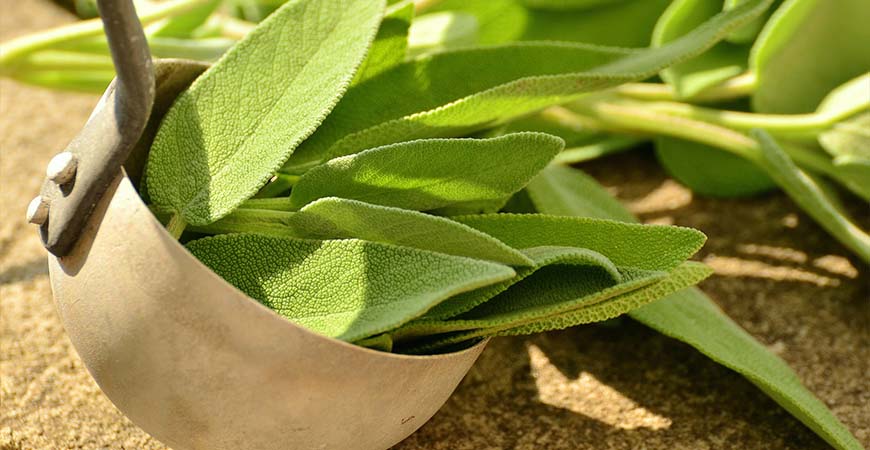 Sage leaves can be used both fresh and dry in soups and chowders. 