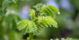 Salad burnet is a great way to add a touch of cucumber flavor to a soup.