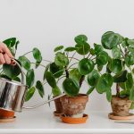 How to Increase Humidity for Your Houseplants