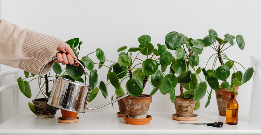 How to Increase the Humidity for Your Houseplants