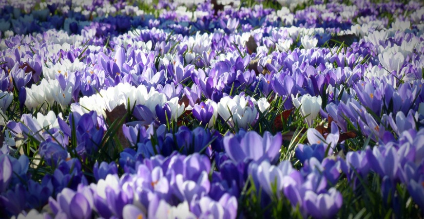 Crocus flowers add color to any lawn.