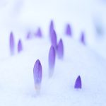 The Ultimate Guide to Caring for Crocus Flowers